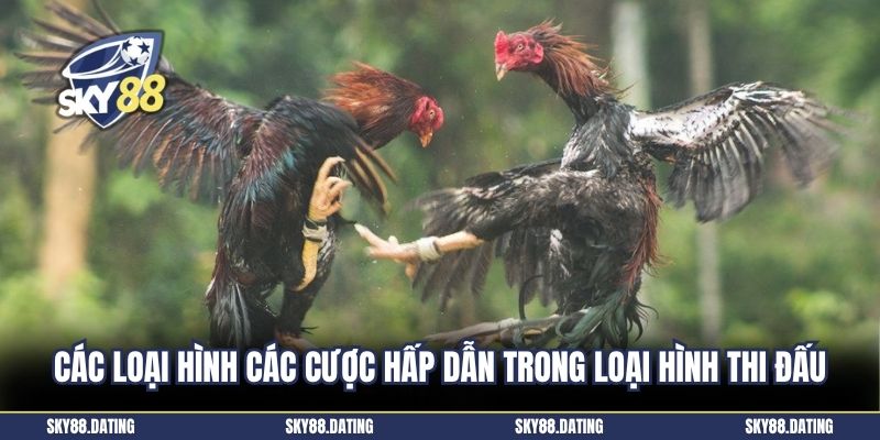 Các loại hình các cược hấp dẫn trong loại hình thi đấu